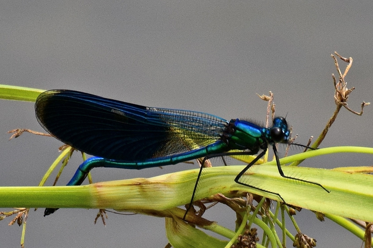 observation image